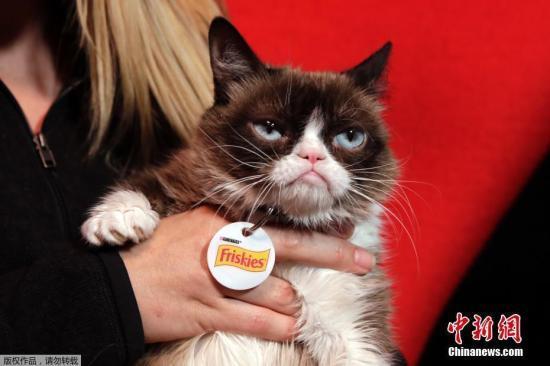 美网红“不爽猫”病逝 暴躁表情曾俘获全球猫奴（grumpy）