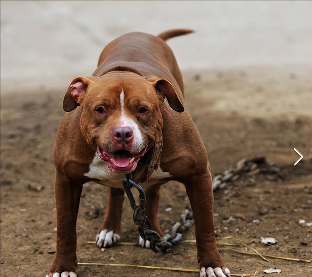 比特犬咬住公牛的命根子，公牛疼的直打滚，母牛挺身而出！（比特牛货币资讯）