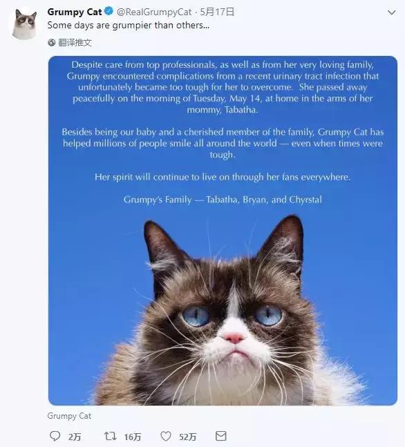 总臭脸的网红猫去世！走红7年，100万张表情包和一部互联网吸猫史（grumpy）