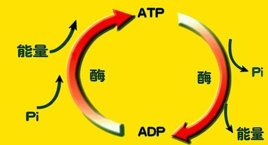 关于ATP（能量货币）（atp货币资讯）