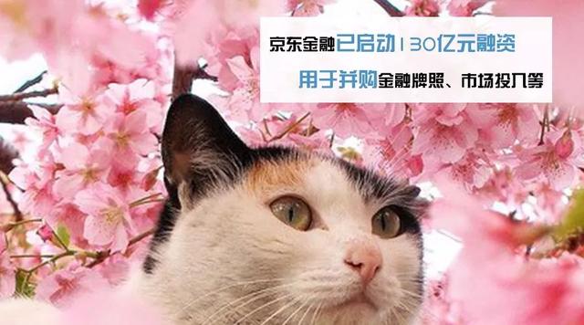 京东金融已启动130亿元融资；蚂蚁金服入股巴基斯坦小微银行TMB【FinTech猫观察 · 一周要闻】（tmb货币资讯）